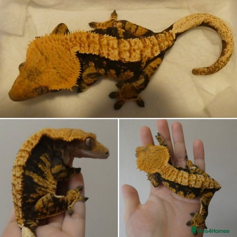 Gecko reptiles - Advert 7