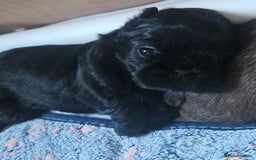 Shih Tzu dogs for sale: Imperial Shih Tzu - Image 4