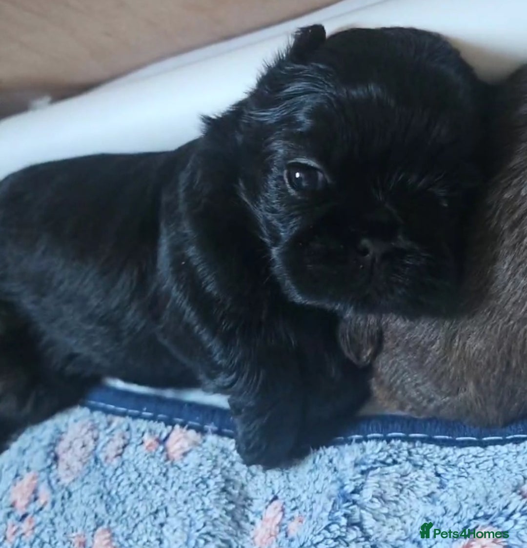 Shih Tzu dogs for sale: Imperial Shih Tzu - Image 4