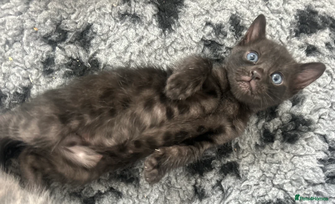 Bengal cats for sale: Beautiful Litter of Bengal Kittens - TICA Reg - Advert 37