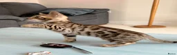 Bengal cats for sale: Brown Bengal Boy (last one) - Advert 27