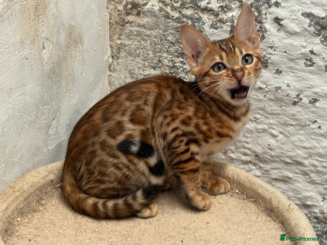 Bengal cats for sale: Bengal kittens stunning litter ready now boys girl - Image 10