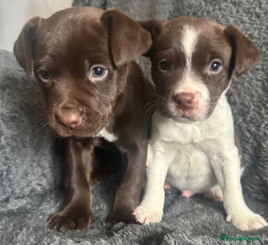 Mixed Breed dogs for sale: Healthy pups  - Advert 1