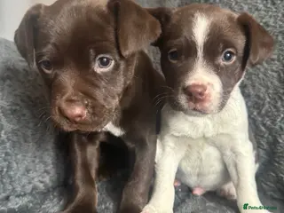 Mixed Breed dogs Healthy pups - Advert 1