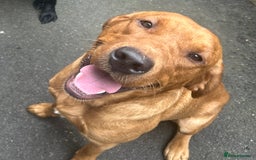 Labrador Retriever dogs for sale: Labrador Puppies  - Image 4