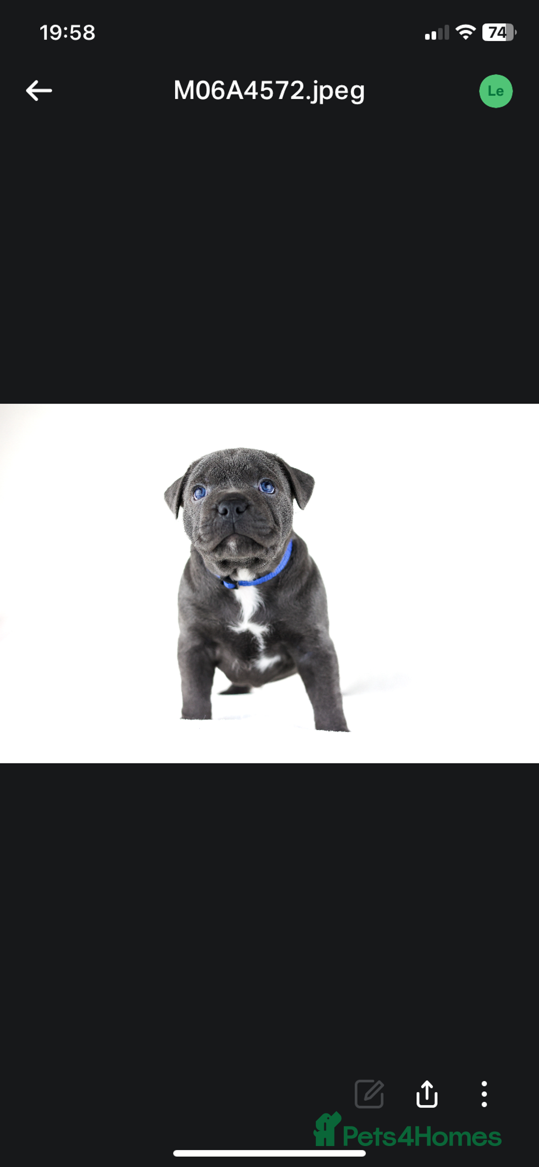 Staffordshire Bull Terrier dogs for stud: PROVEN Staffordshire bull terrier stud  - Advert 22