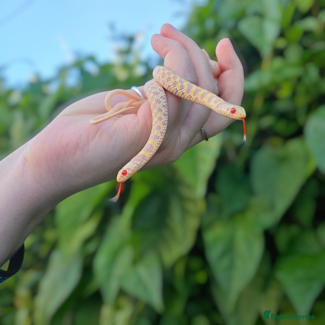 Garter Snake reptiles for sale: Albino Checkered Garter Snake Babies  - Image 1