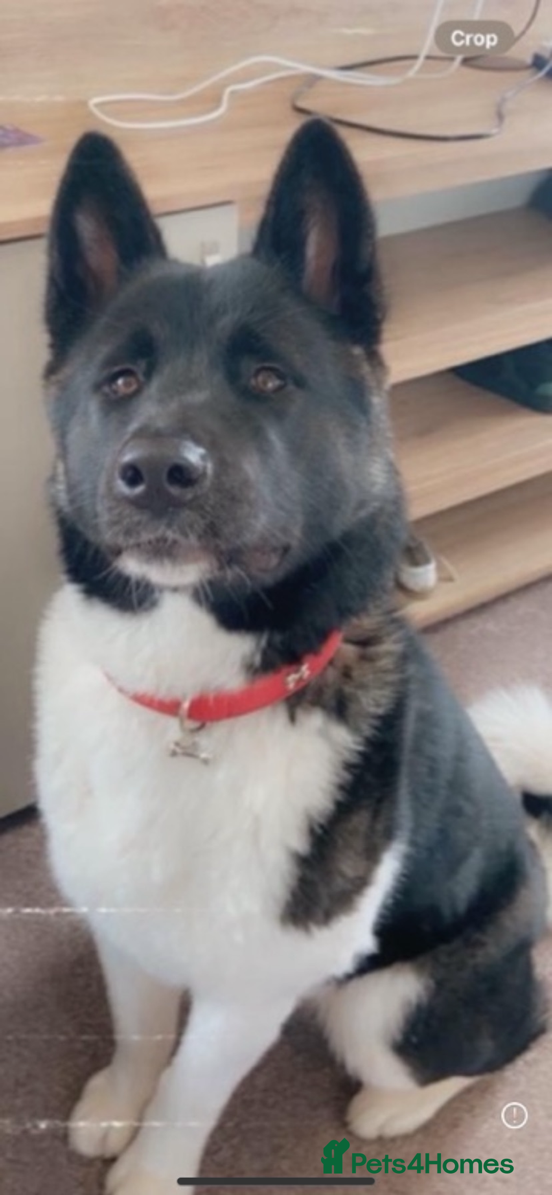 Akita dogs for sale: Emergency home needed before euthanasia  - Advert 3