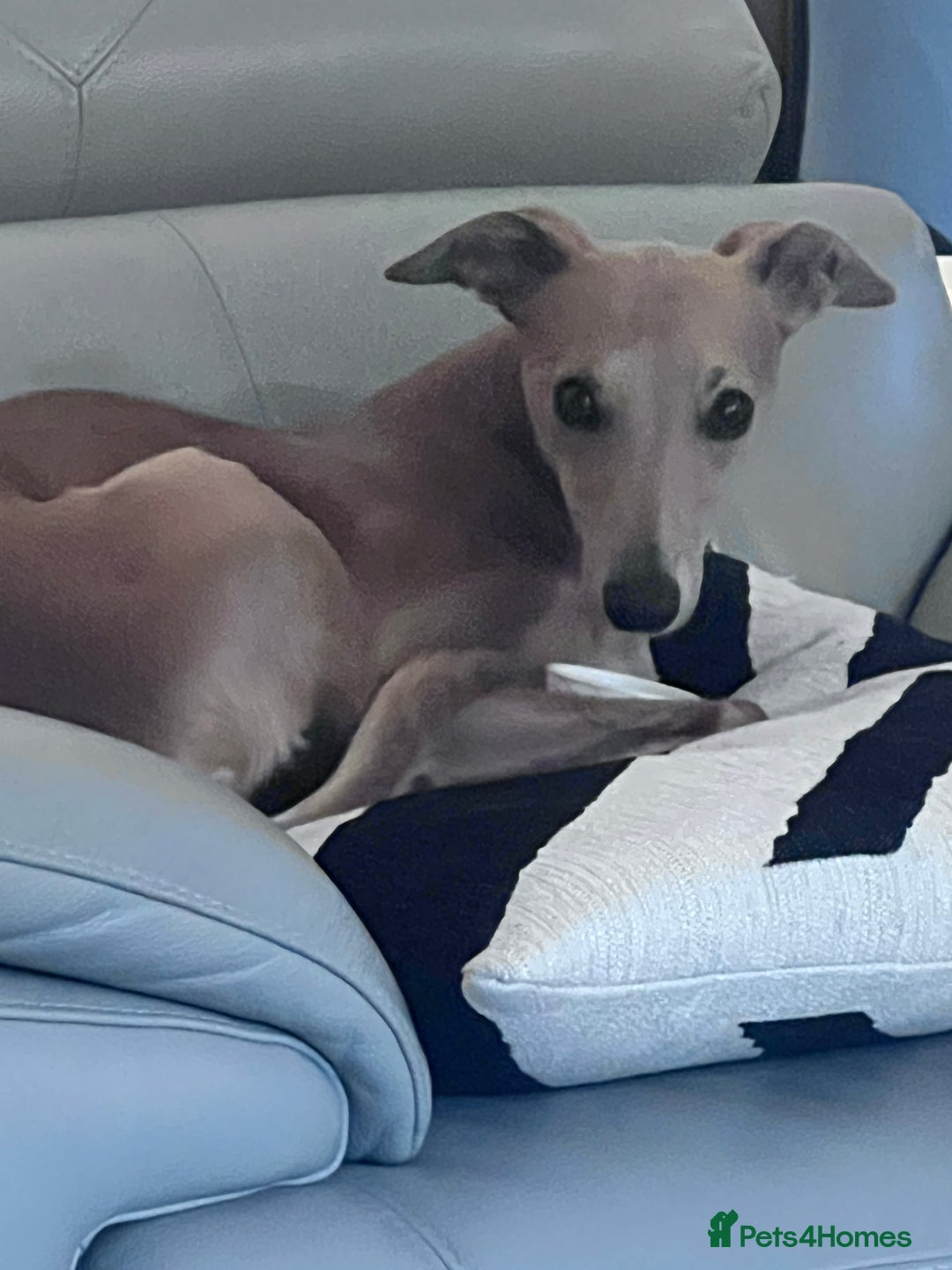 Whippet dogs for stud: Petite Male Whippet to Stud  - Advert 10