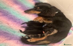 Miniature Dachshund dogs for sale: ADORABLE MINIATURE DACHSHUND PUPPIES - Image 3