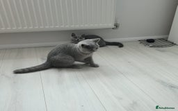 British Shorthair cats for sale: Campion blod - Image 5