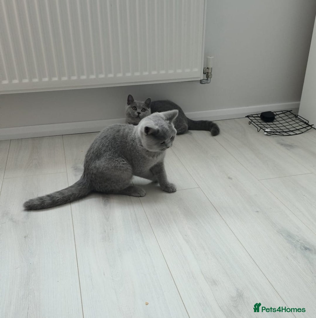 British Shorthair cats for sale: Campion blod - Image 5