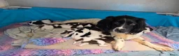 English Springer Spaniel dogs for sale: KC Home - Heath tested, Licensed Springer Pups⭐️ - Advert 6