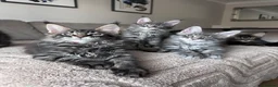 Maine Coon cats for sale: ✨5 Gorgeous Pure Breed Maine Coon Kittens✨ - Advert 15