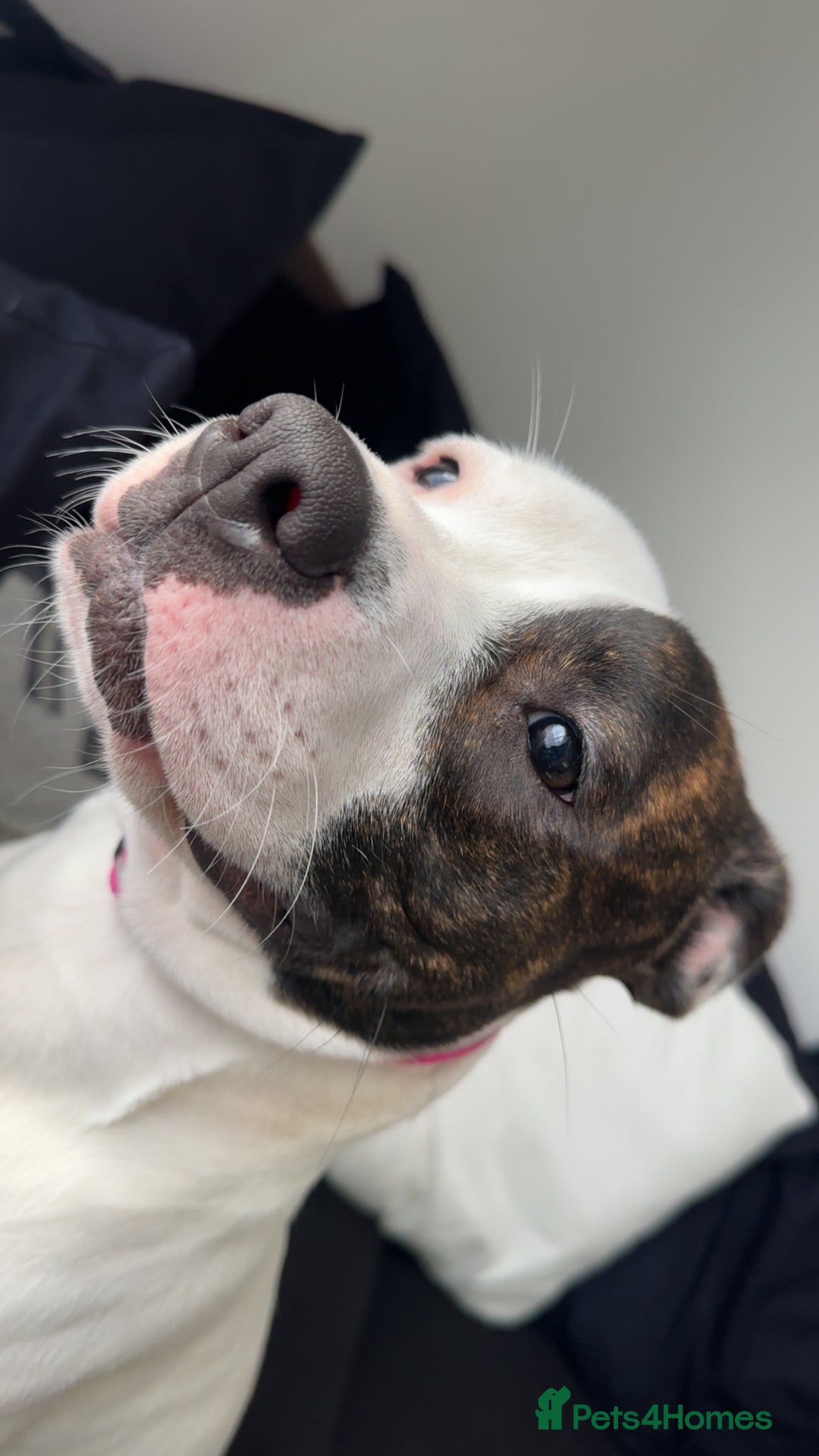 Mixed Breed dogs for sale: Daisy - Advert 5