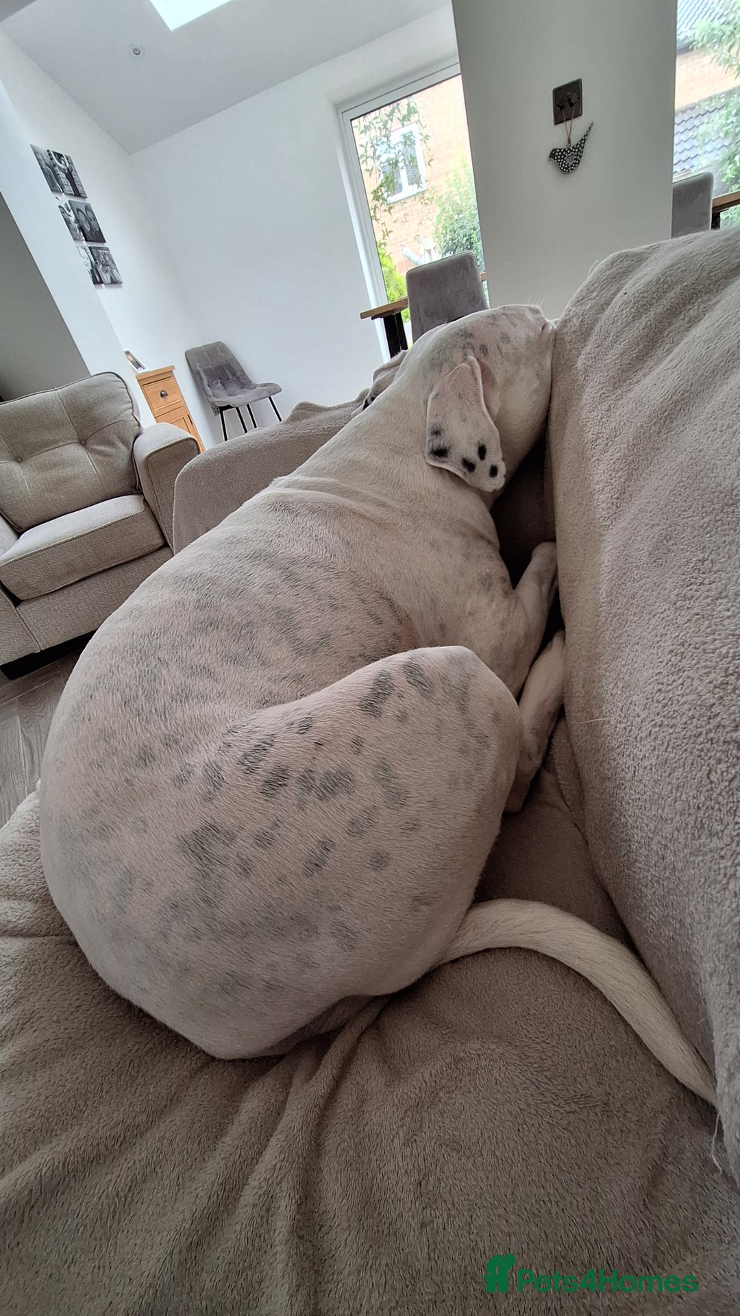 American Bulldog dogs for sale: Sweet boy - Image 3