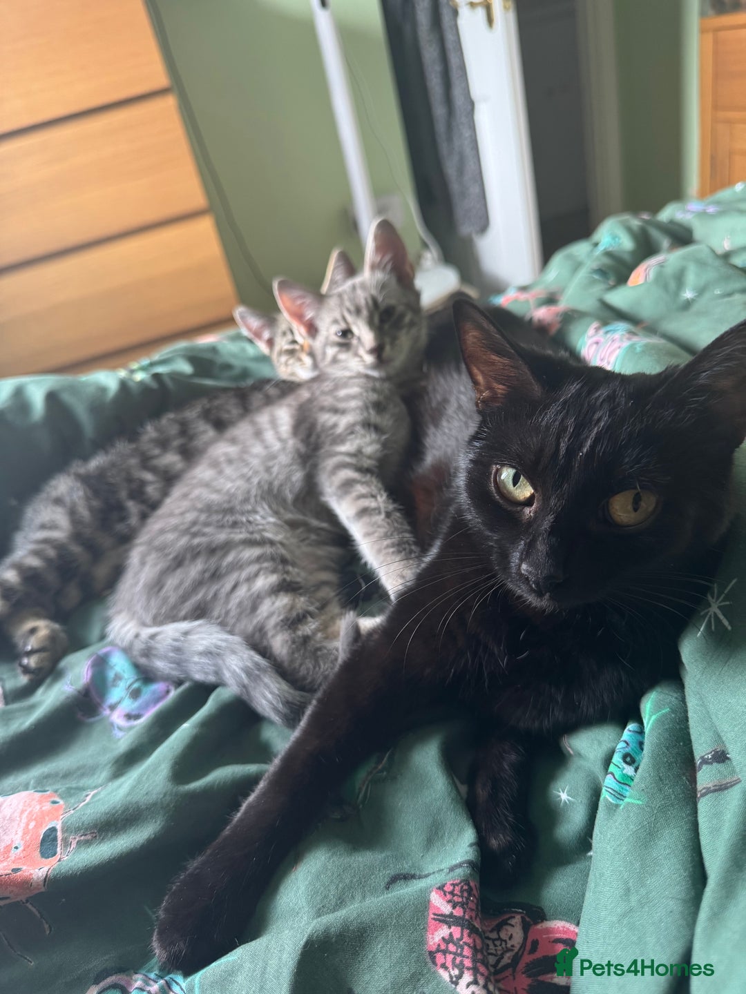 Mixed Breed cats for sale: Mixed breed tabby  - Image 8