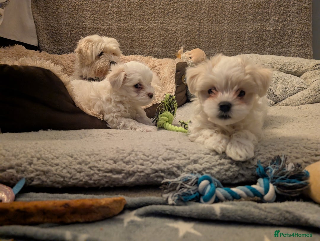 Maltese dogs for sale: Absolutely adorable Maltese girl  - Image 13