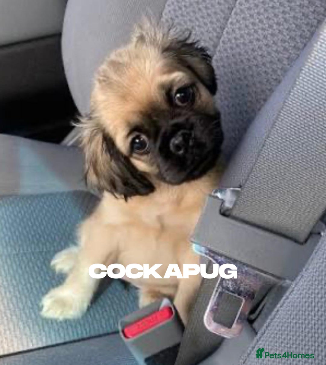 Mixed Breed dogs for sale: The Pug Who Raised a Duck Is Now Expecting Her Own - Advert 5