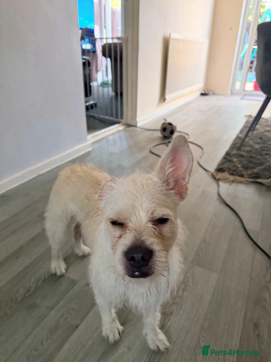Mixed Breed dogs for sale: Jack russell X  in Bridgnorth - Advert 2