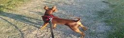 Miniature Pinscher dogs for stud: KC Registered miniature pinscher for stud  in Bolton - Advert 4
