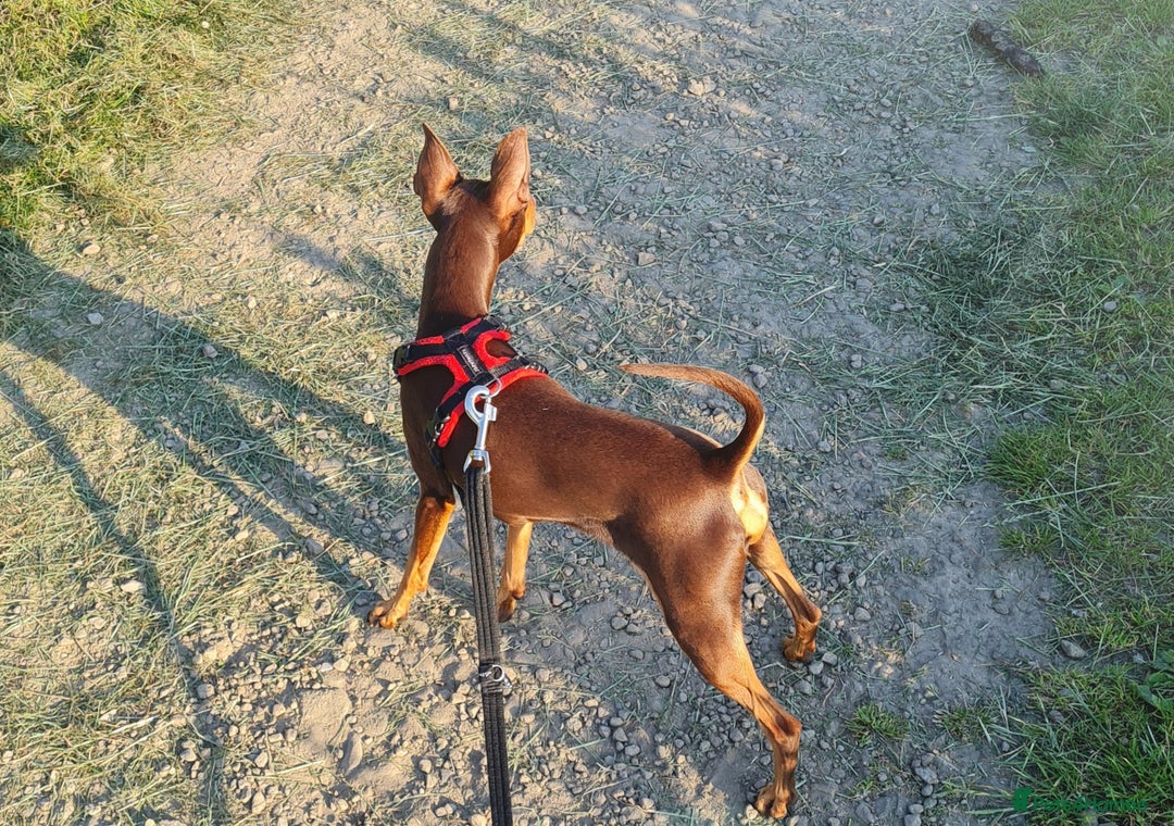 Miniature Pinscher dogs for stud: KC Registered miniature pinscher for stud  in Bolton - Advert 4