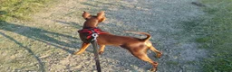 Miniature Pinscher dogs for stud: KC Registered miniature pinscher for stud  in Bolton - Advert 4