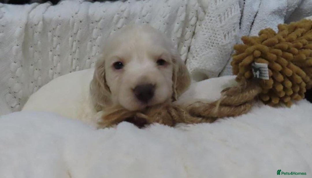 Cocker Spaniel dogs for sale: 🏆🏆Show Type Cocker Spaniel 🏆 - Advert 27