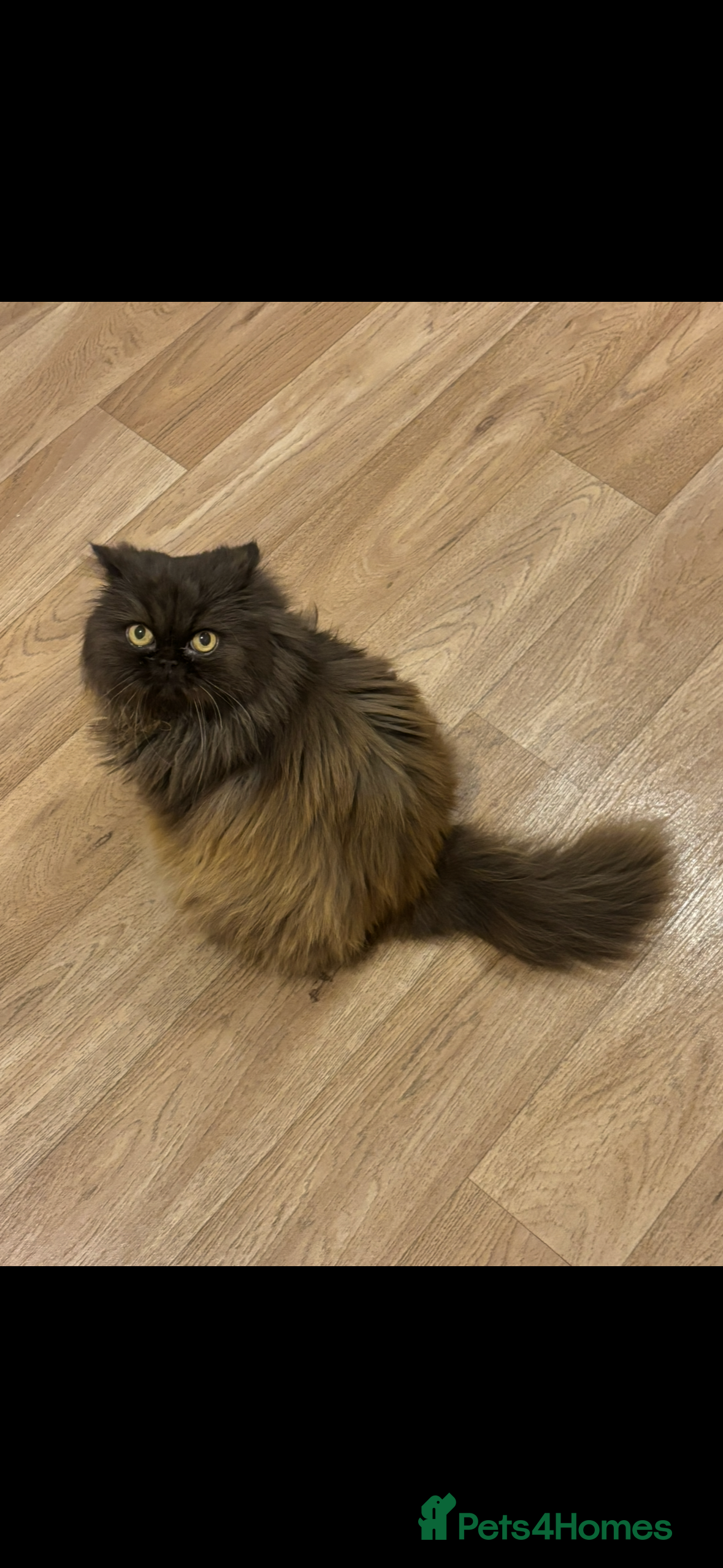 Persian cats Re-homing female Persian  in Eastbourne - Advert 1