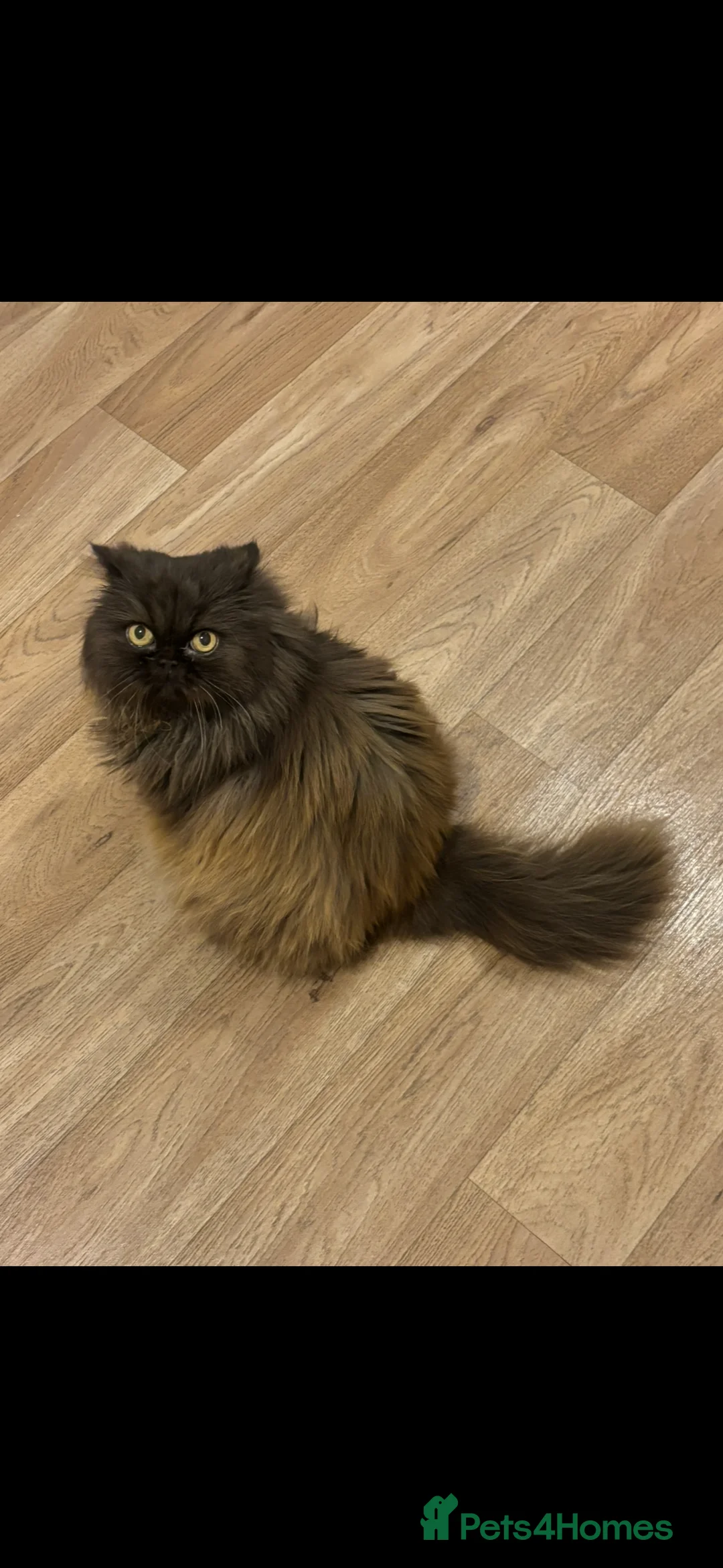 Persian cats for sale: Re-homing female Persian  - Advert 1