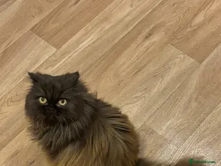 Persian cats Re-homing female Persian in Eastbourne - Advert 1