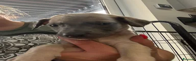 Whippet Puppy 2