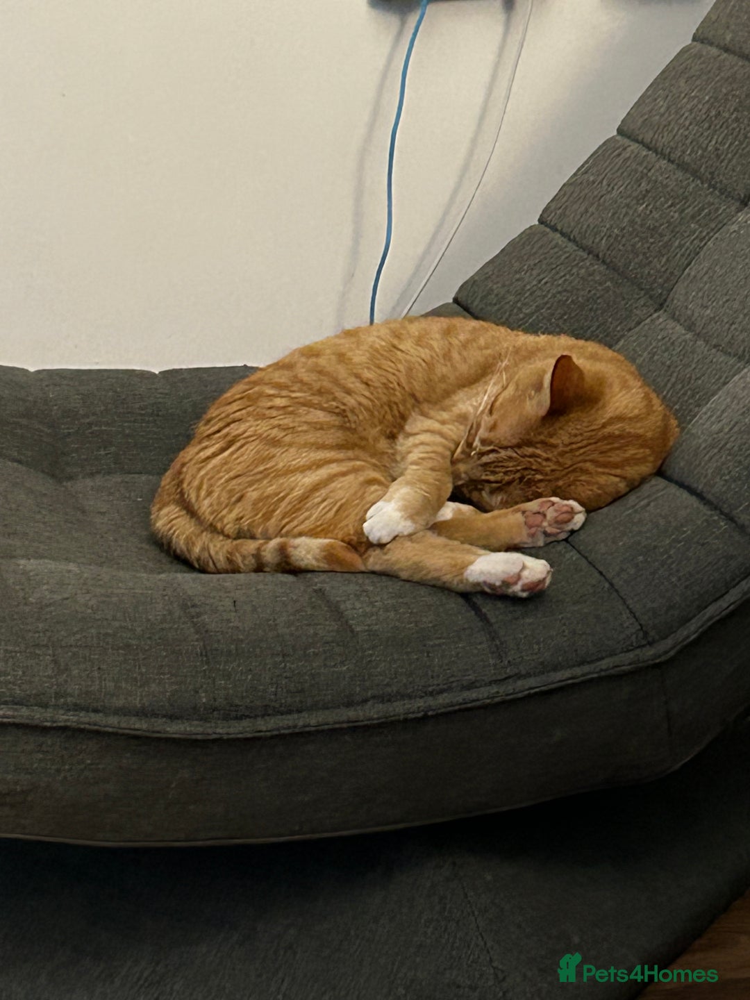 Domestic Shorthair cats for sale: Ginger female  - Image 5