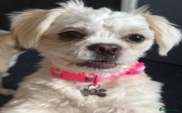 Mixed Breed dogs for sale: Little Diva!  - Image 1