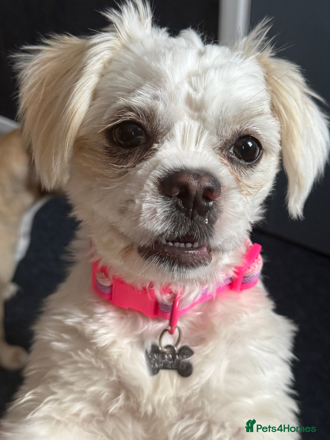 Mixed Breed dogs for sale: Little Diva!  - Image 1