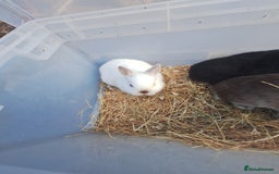 Netherland Dwarf rabbits for sale: 4 baby Netherland dwarf rabbits for sale £50 each  - Image 2