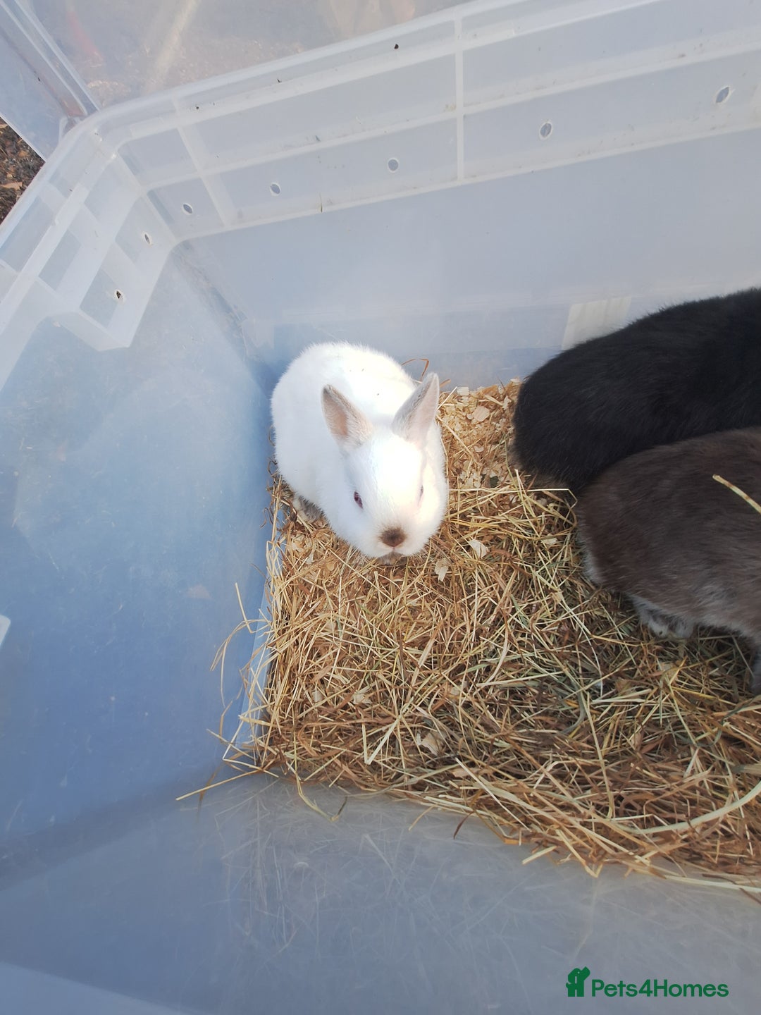 Netherland Dwarf rabbits for sale: 4 baby Netherland dwarf rabbits for sale £50 each  - Image 2
