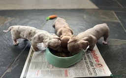 Miniature Dachshund dogs for sale: ✨ REDUCED! 3 OUTSTANDING QUALITY KC PUPS  ✨ - Image 5