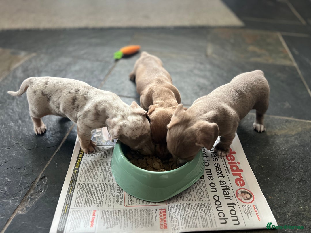 Miniature Dachshund dogs for sale: ✨ REDUCED! 3 OUTSTANDING QUALITY KC PUPS  ✨ - Image 5