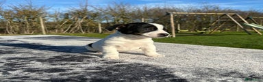 Jack Russell Puppy 1