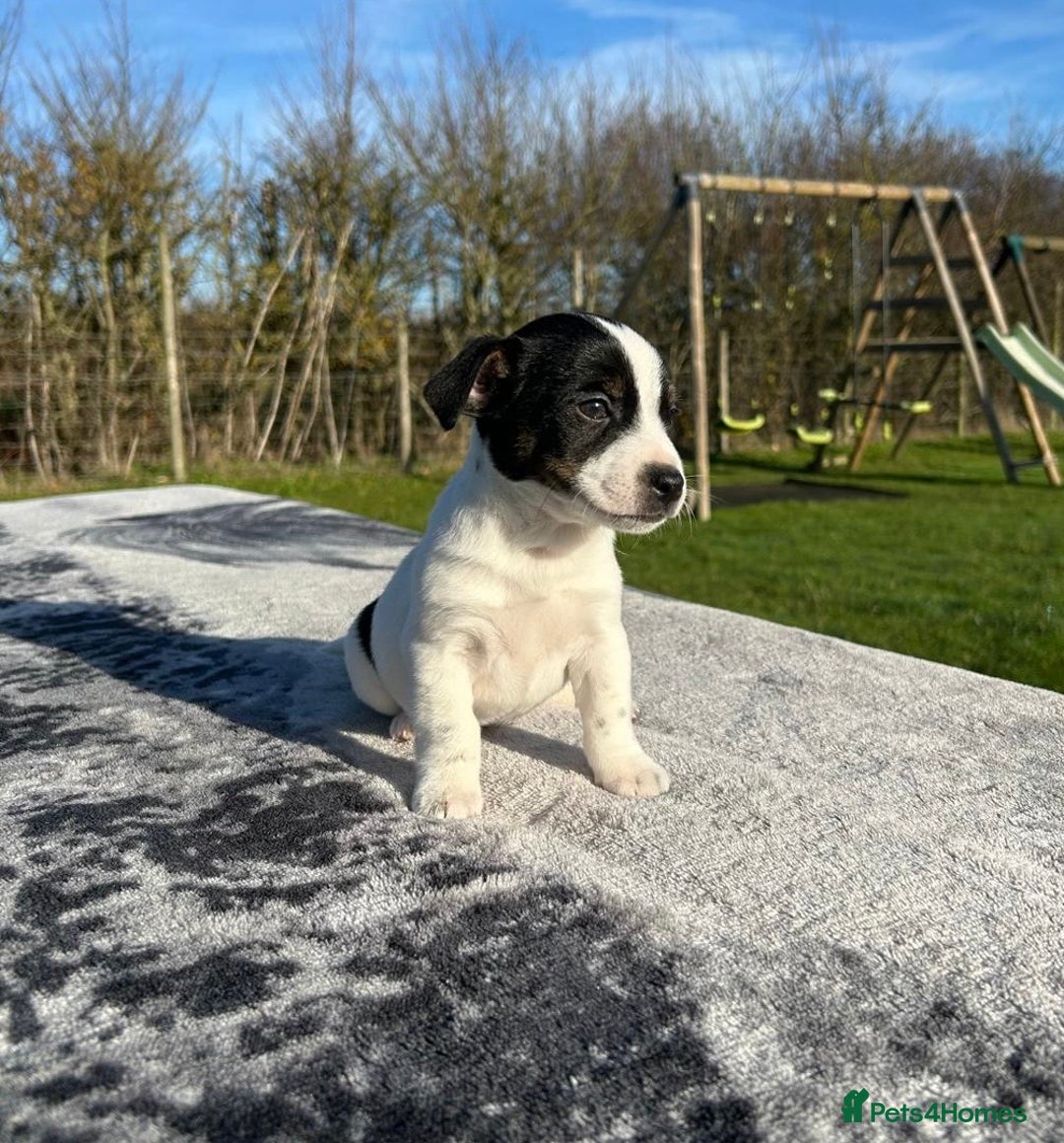 Jack Russell dogs for sale: Jack Russell Puppies - Advert 5