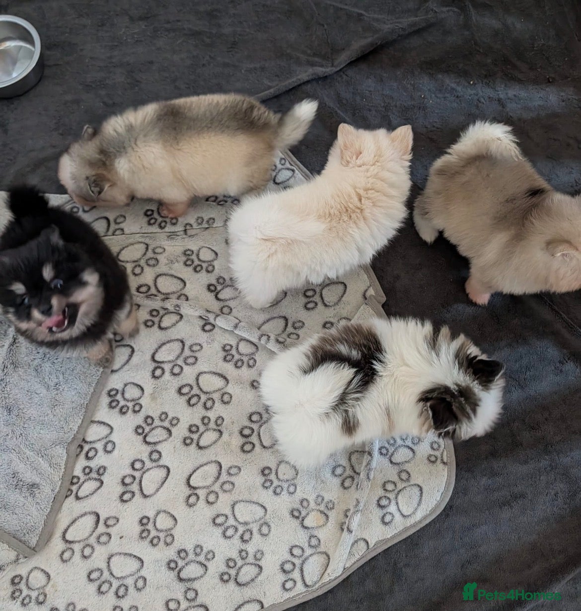 Pomsky dogs Pomsky Puppies - Advert 2