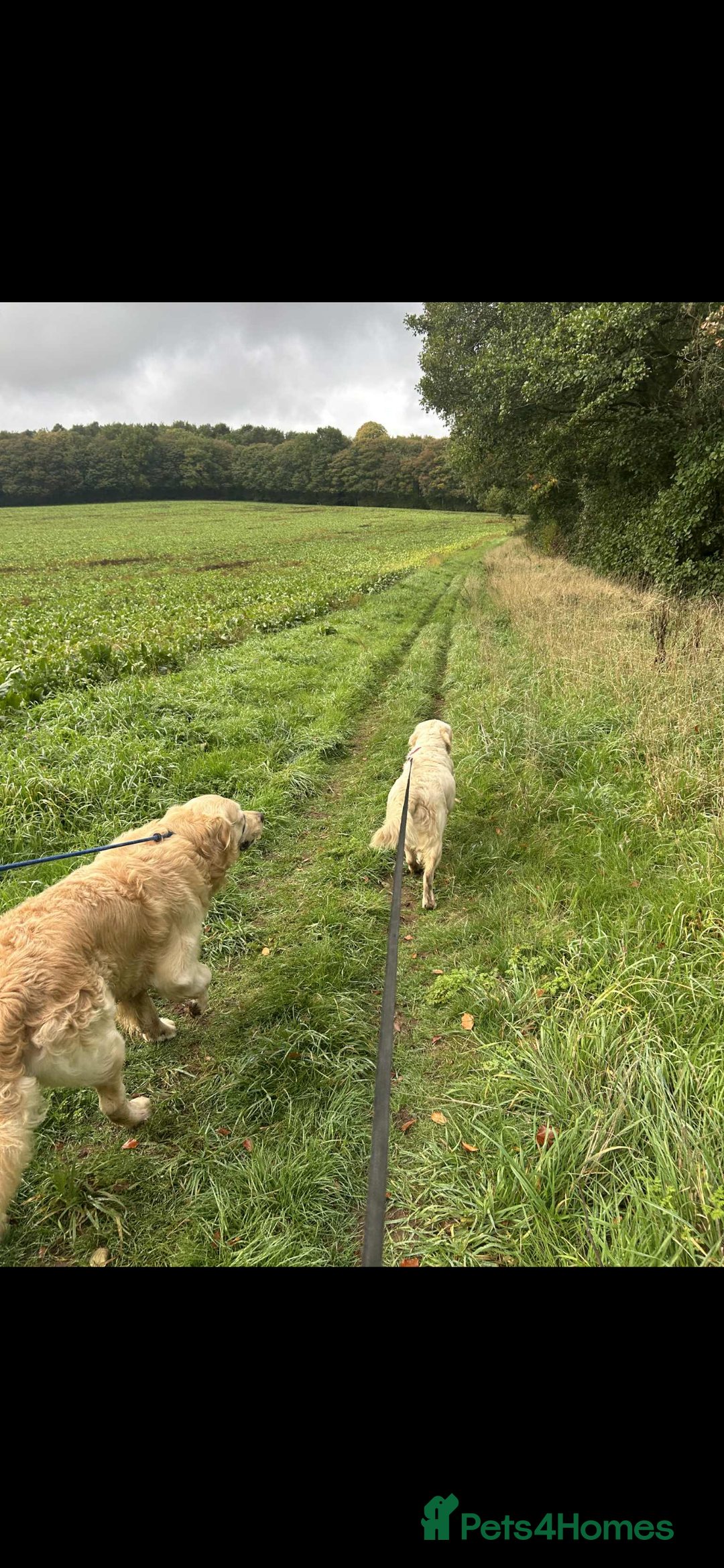 Golden Retriever dogs for sale: Golden Retriver puppies  - Advert 15