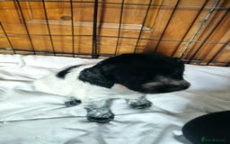 Mixed Breed dogs for sale: Sprollie x cocker-poo pups - Image 3
