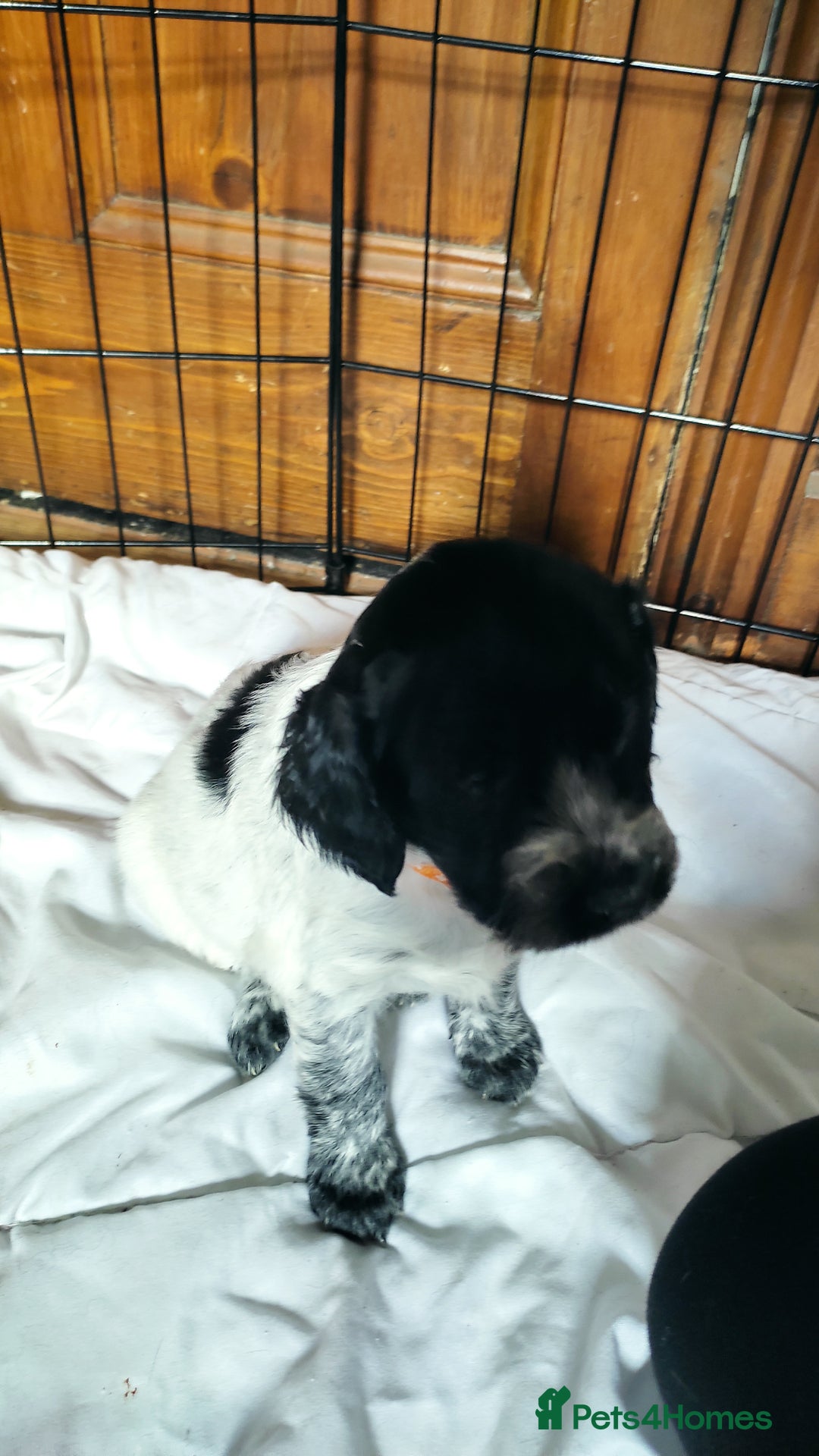 Mixed Breed dogs for sale: Sprollie x cocker-poo pups - Image 3