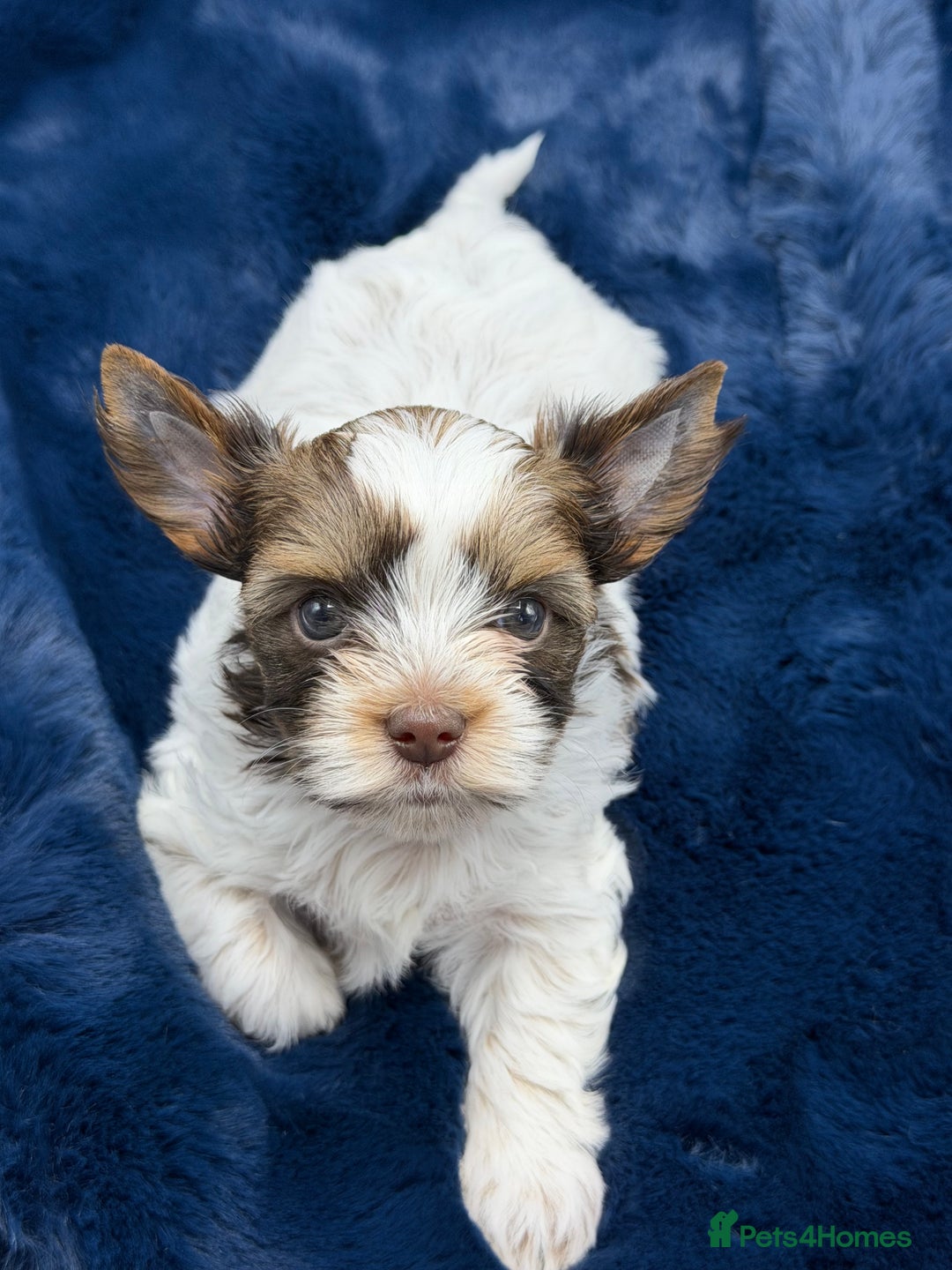 Yorkshire Terrier dogs for sale:  New Litter of Exotic Colourful Yorkshire Terriers - Image 12