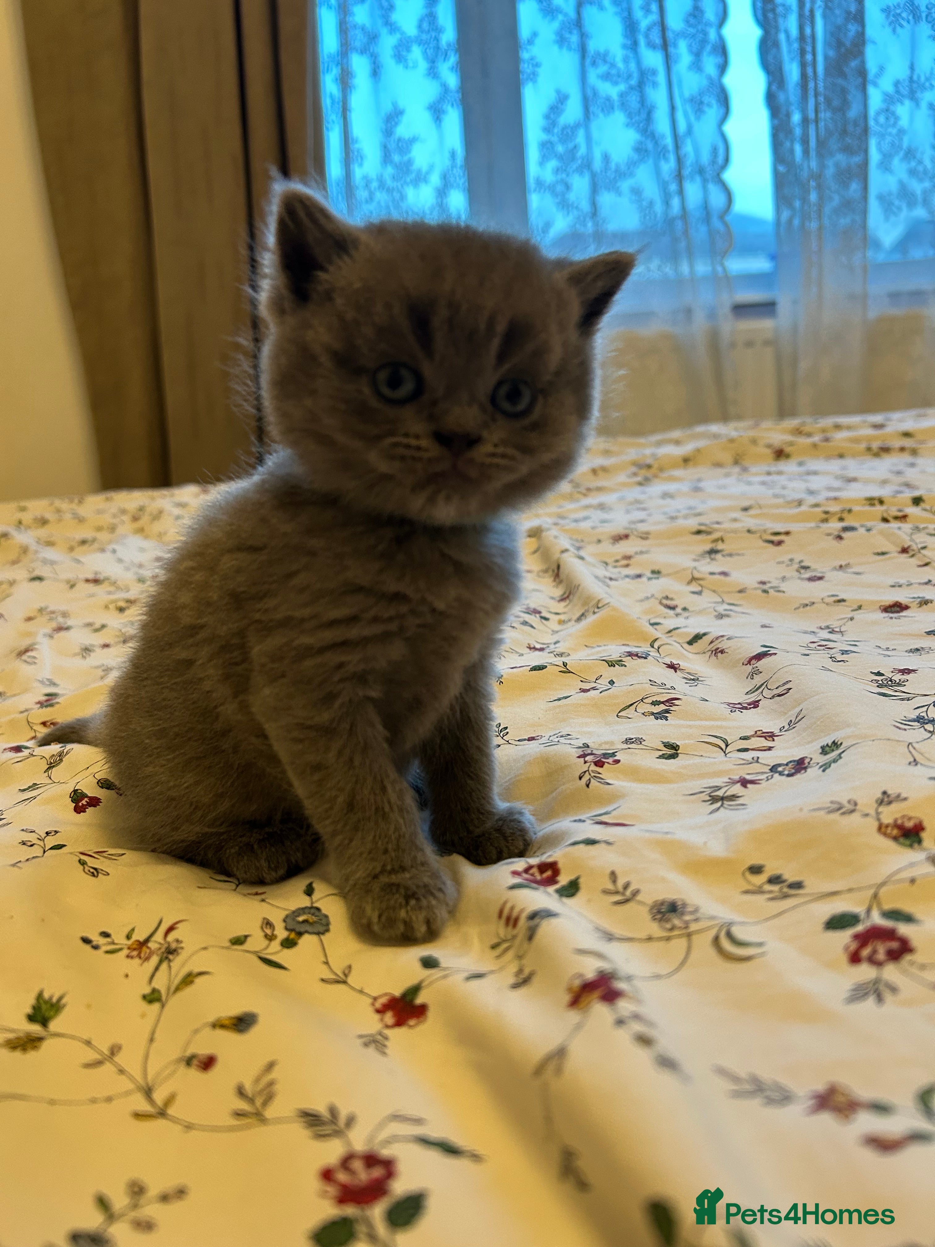 British Shorthair cats Beautiful British shorthair kittens - Advert 1