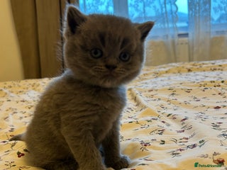 British Shorthair cats Beautiful British shorthair kittens - Advert 1