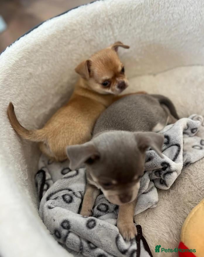 Chihuahua dogs Adorable Chihuahua Puppies  - Advert 1