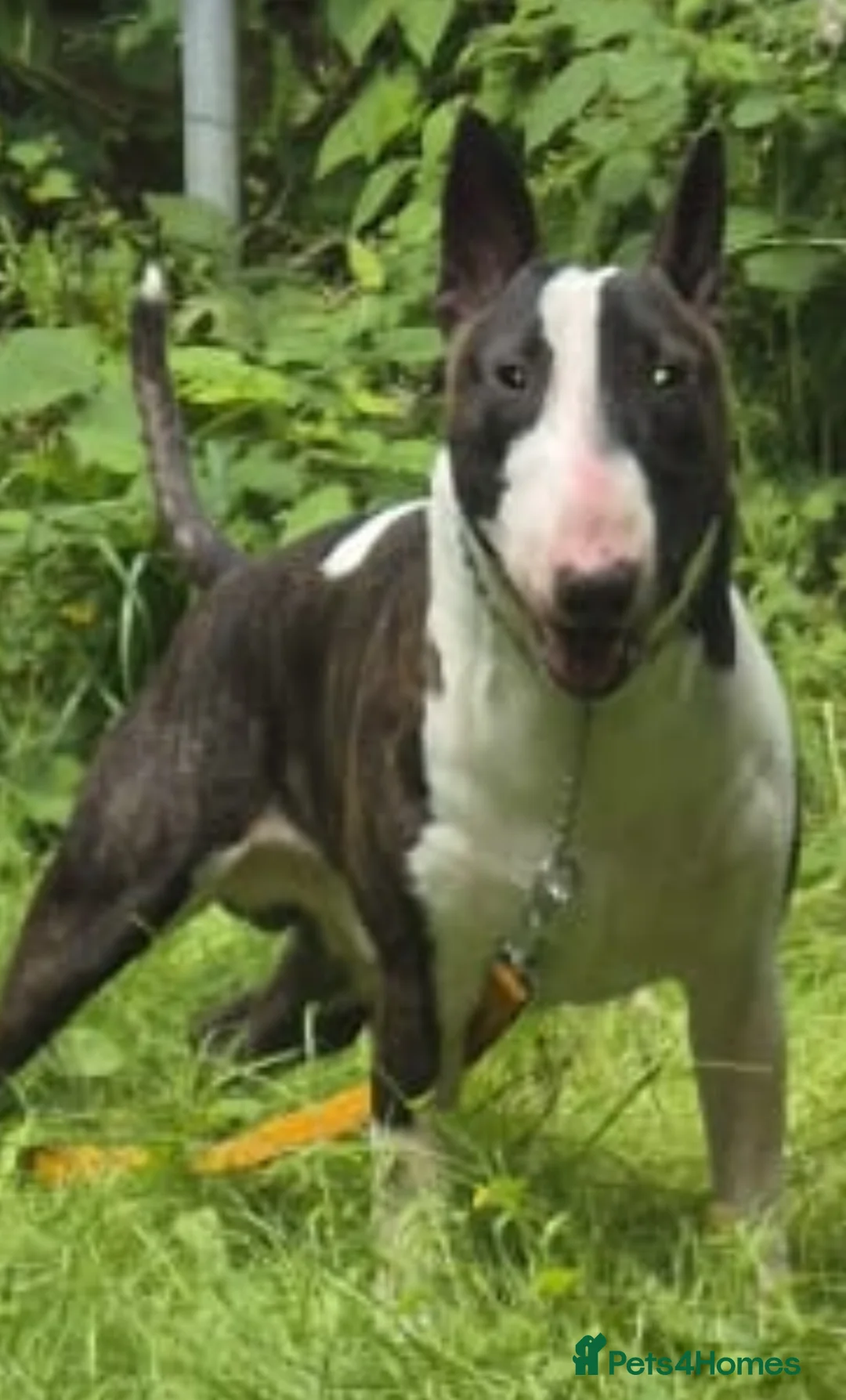 English Bull Terrier dogs for stud: Handsome English bull terrier CRUFTS QUALIFIER in Croydon - Advert 1